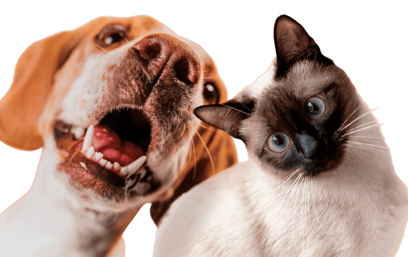 lindo-mascota-collage-aislado1 (lista)