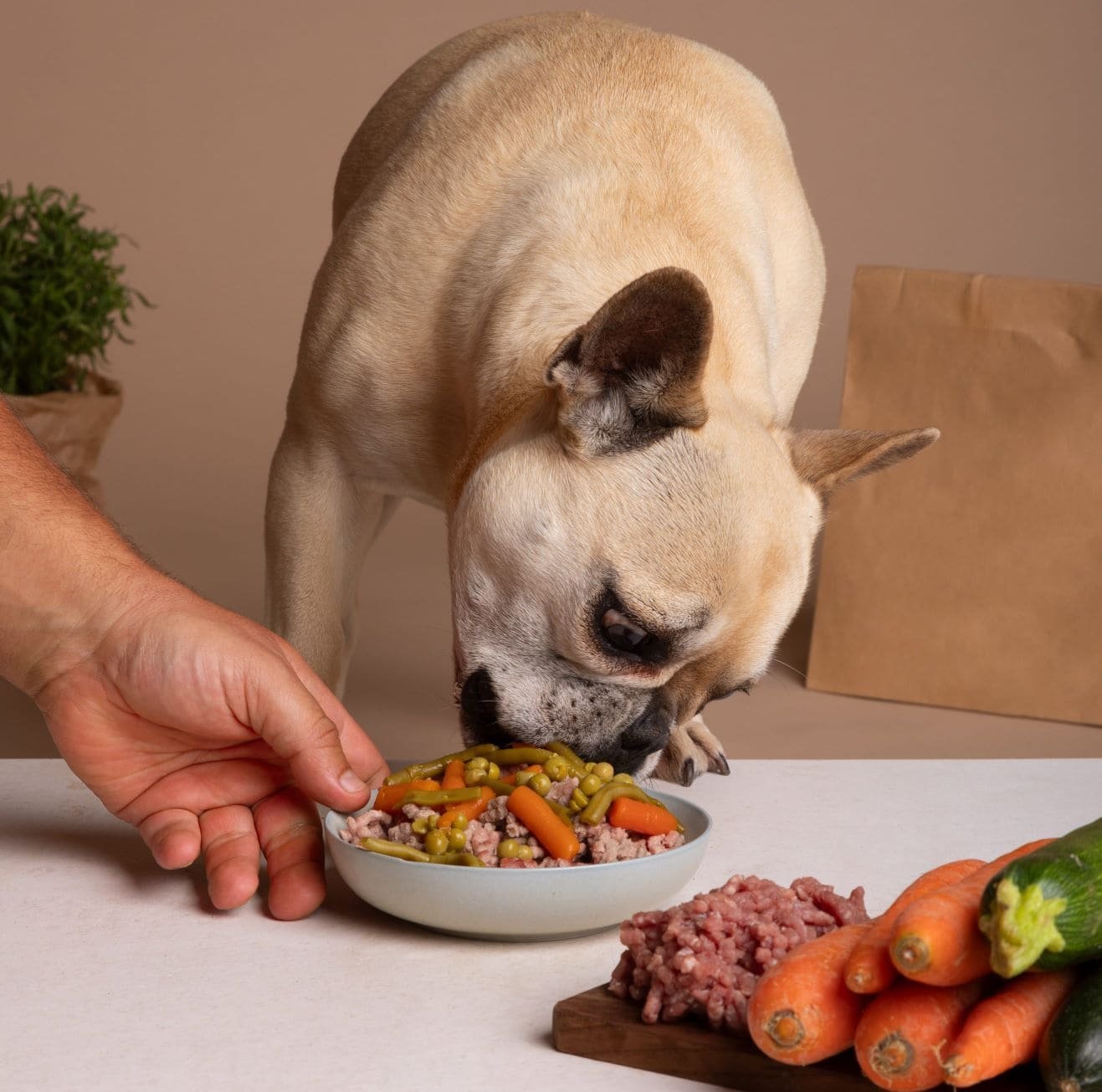 vista-de-adorable-perro-con-plato-de-comida (2) (1)